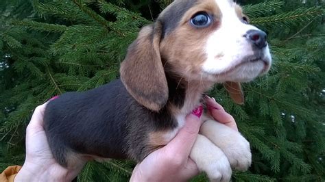 beagle olx|beagle olx mazowieckie.